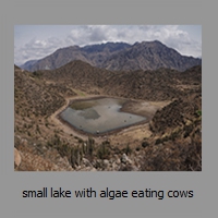 small lake with algae eating cows